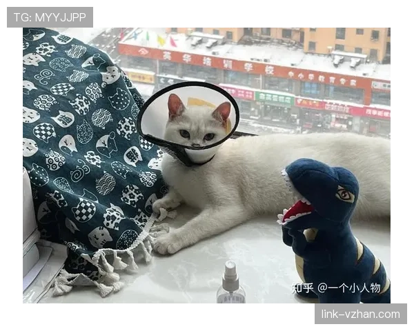 掌敏洁家的猫喝的水都比我工资高